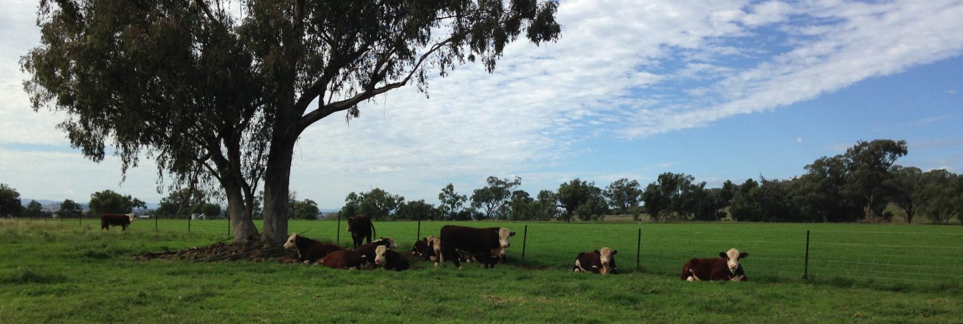 Swanvale Herefords