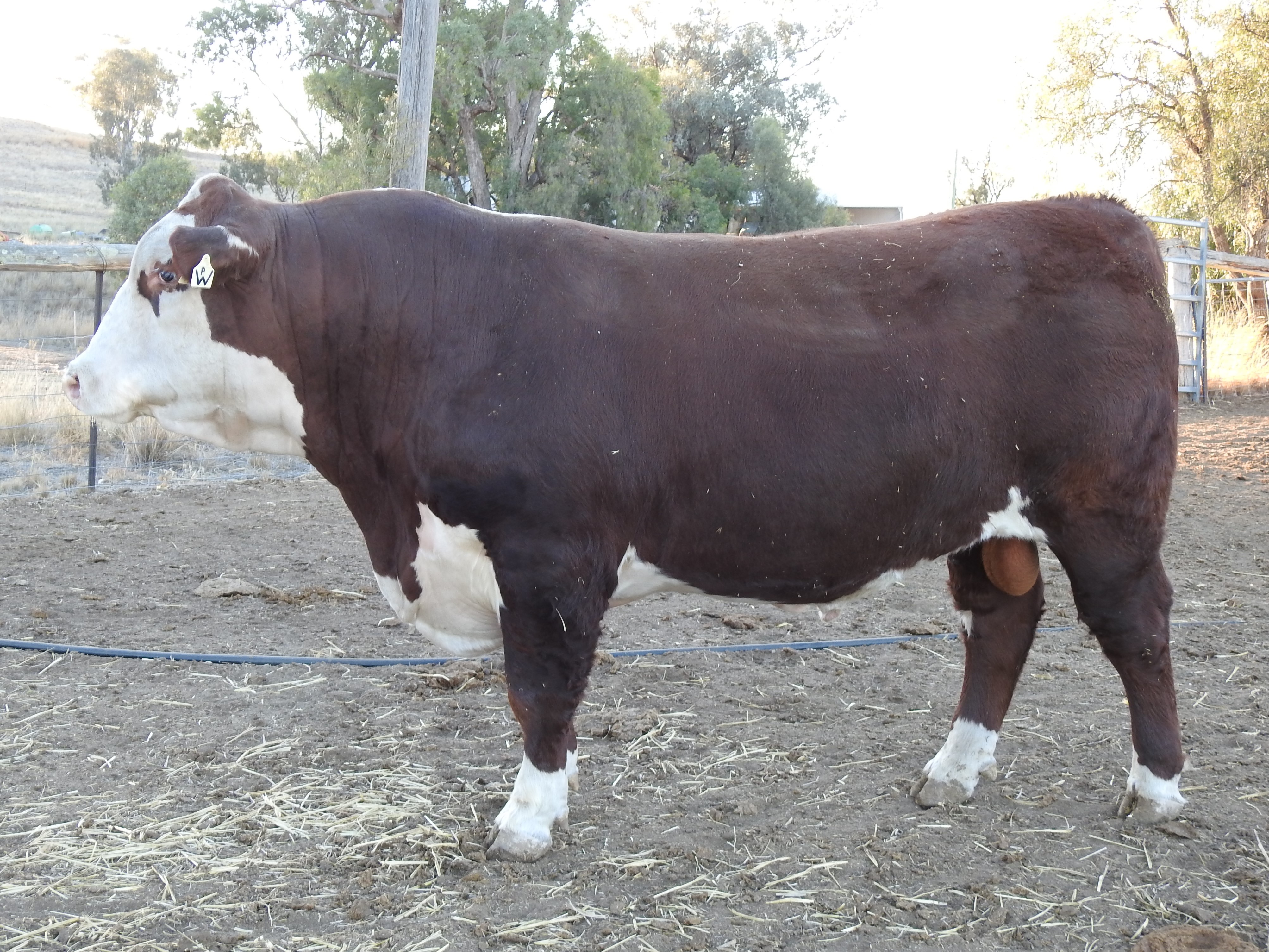 LOT 46 HH1M574