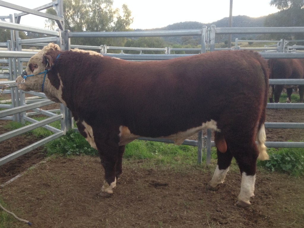 Lot 54 - Swanvale Lloyd L024