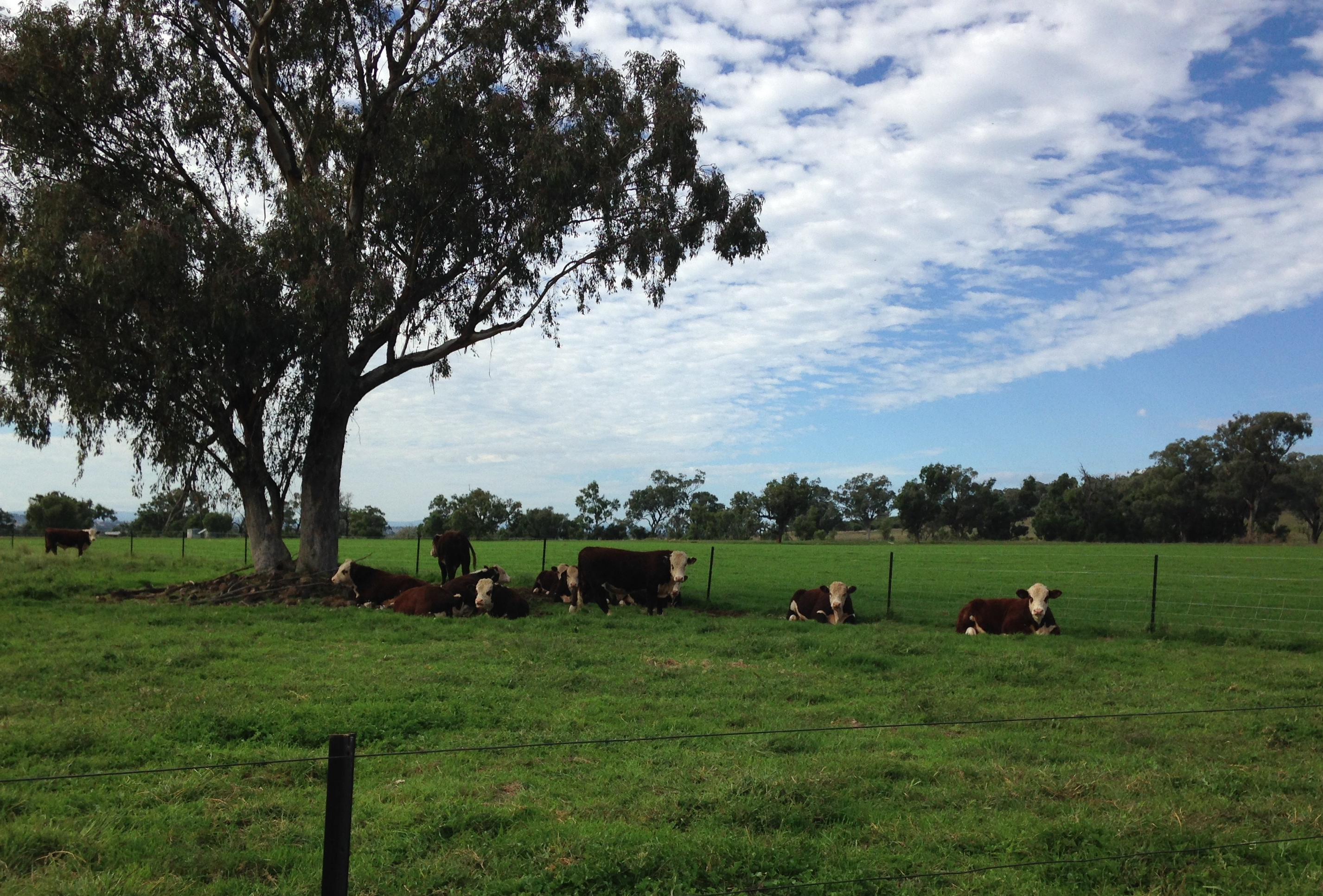 photo-young-bulls3.jpg