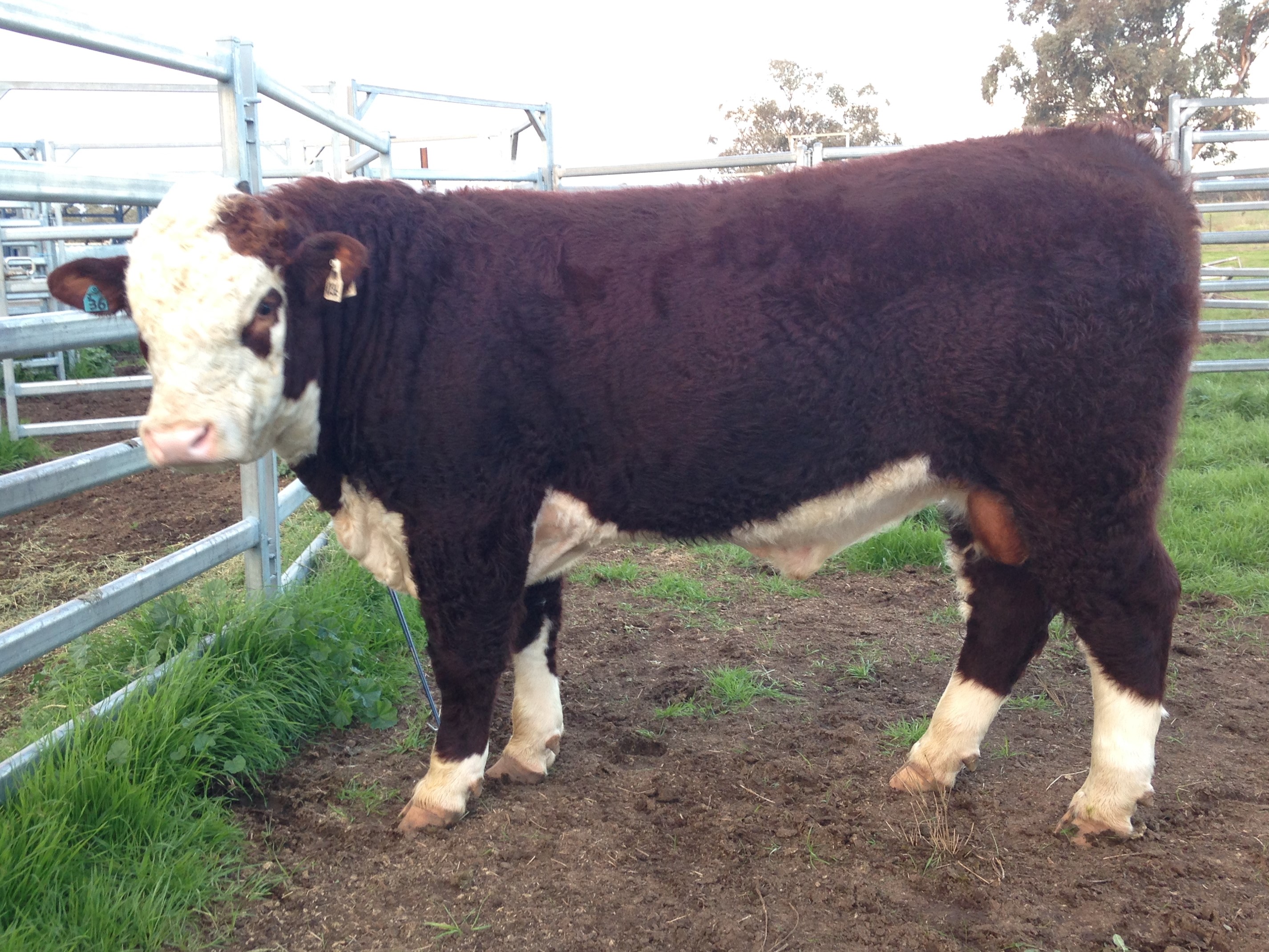 WPKM036 Lot 111 M036