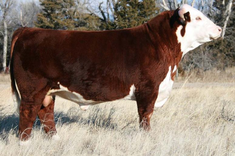 16-01-10-domino-955w