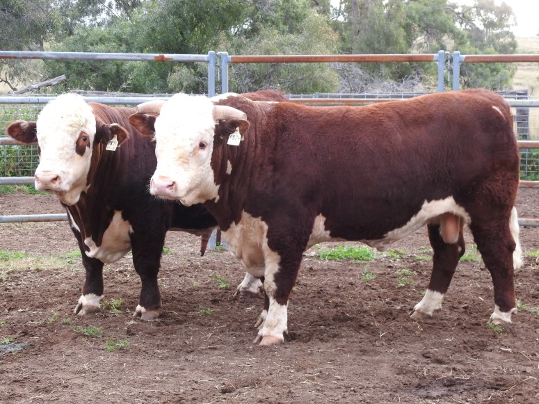 P871 &amp; P824 Agquip update