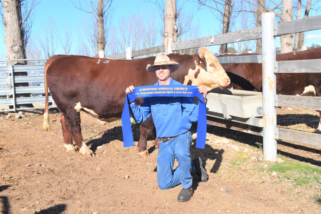 Blue Ribbon for Phantom at 75th Glen Innes Bull Sale – Swanvale Herefords