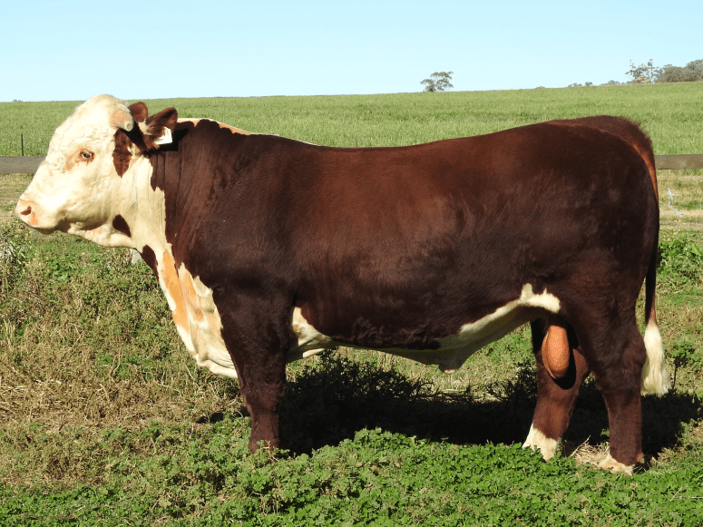 lot-13-wpkp811-png-1