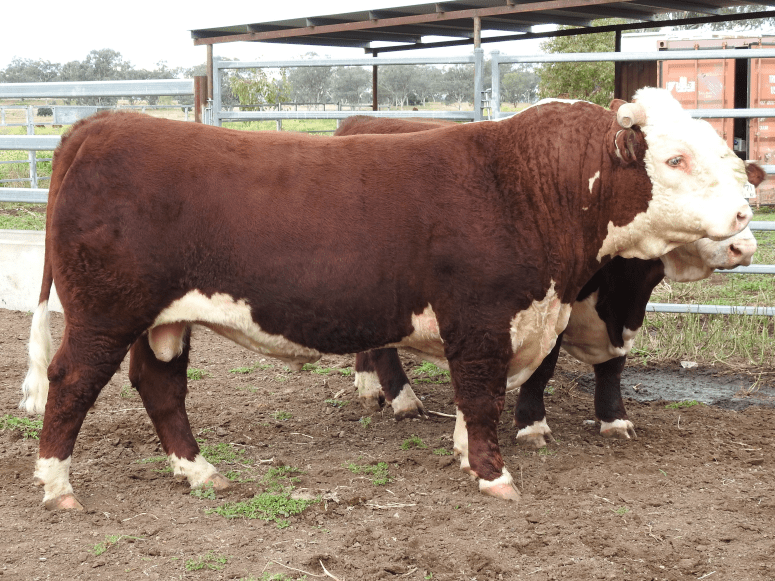 lot-47-wpkp824-png-1