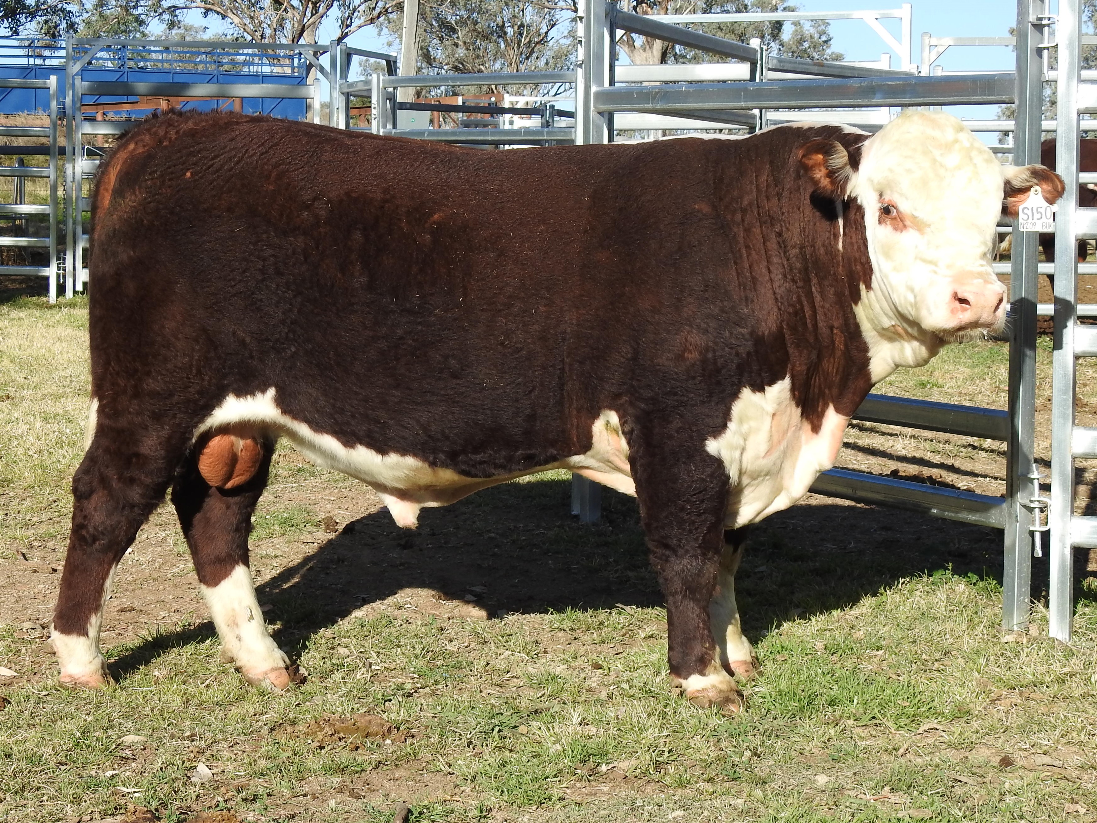 LOT 21 - SWANVALE SID S150