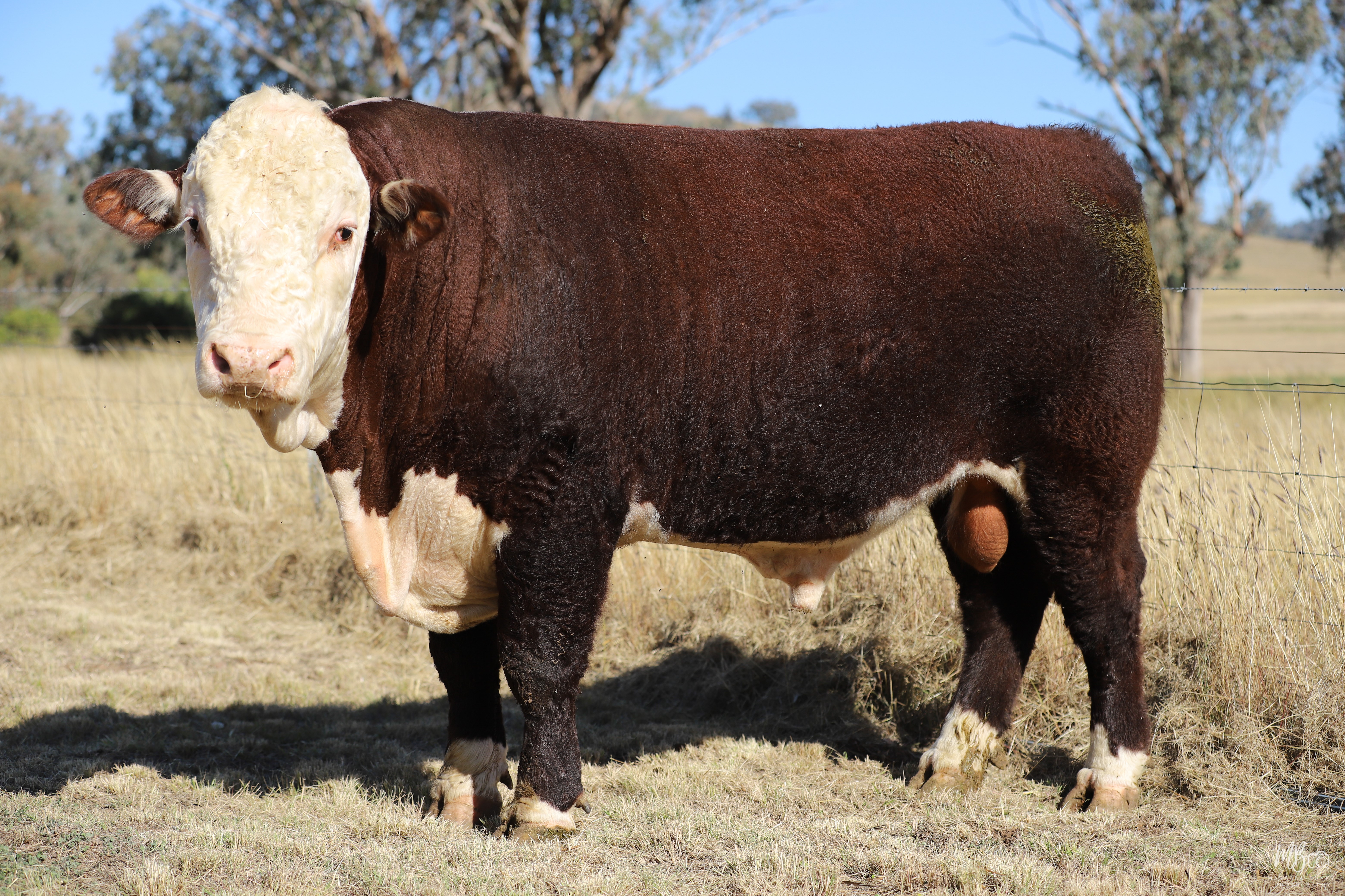 LOT 24 - SWANVALE STEADSON S110