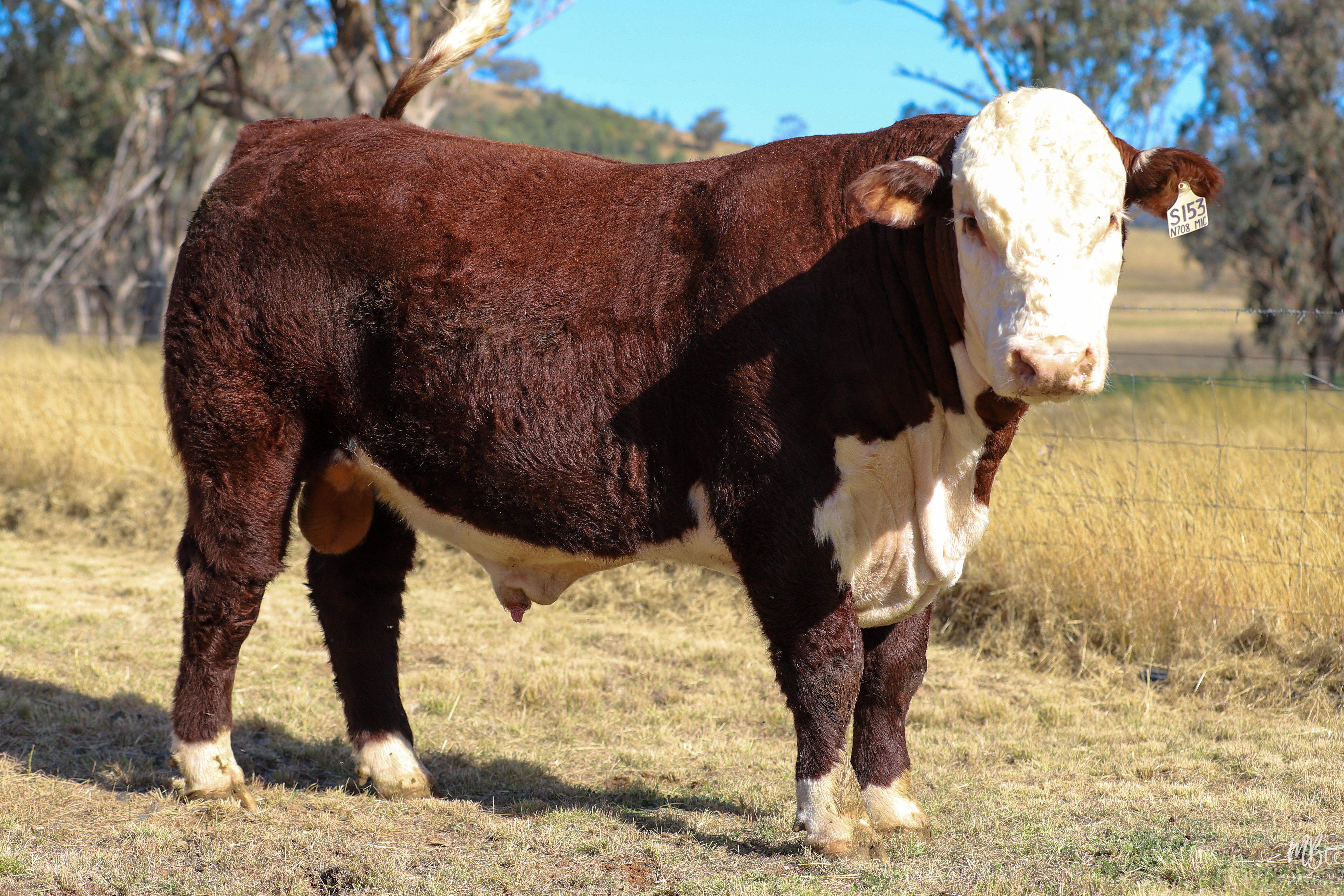 LOT 58 - SWANVALE SOLDIER S153